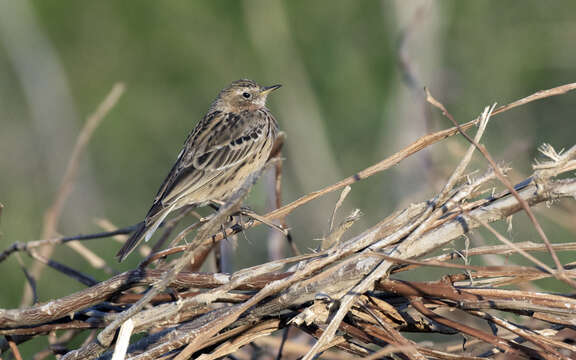 Image of Red-throated Pipit