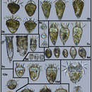 Image of Didinium Stein 1859