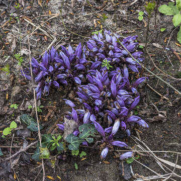 Image of Lathraea clandestina L.