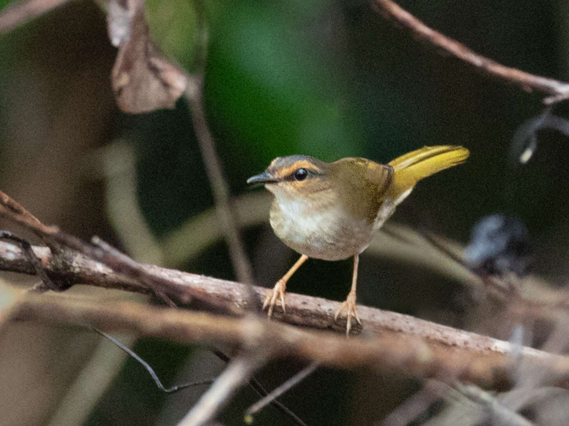 Image of Riverbank Warbler