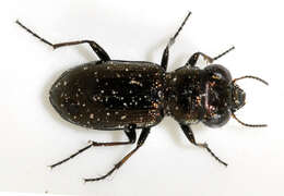 Image of Rough-necked Springtail-stalker