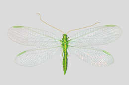 Image of Common green lacewing