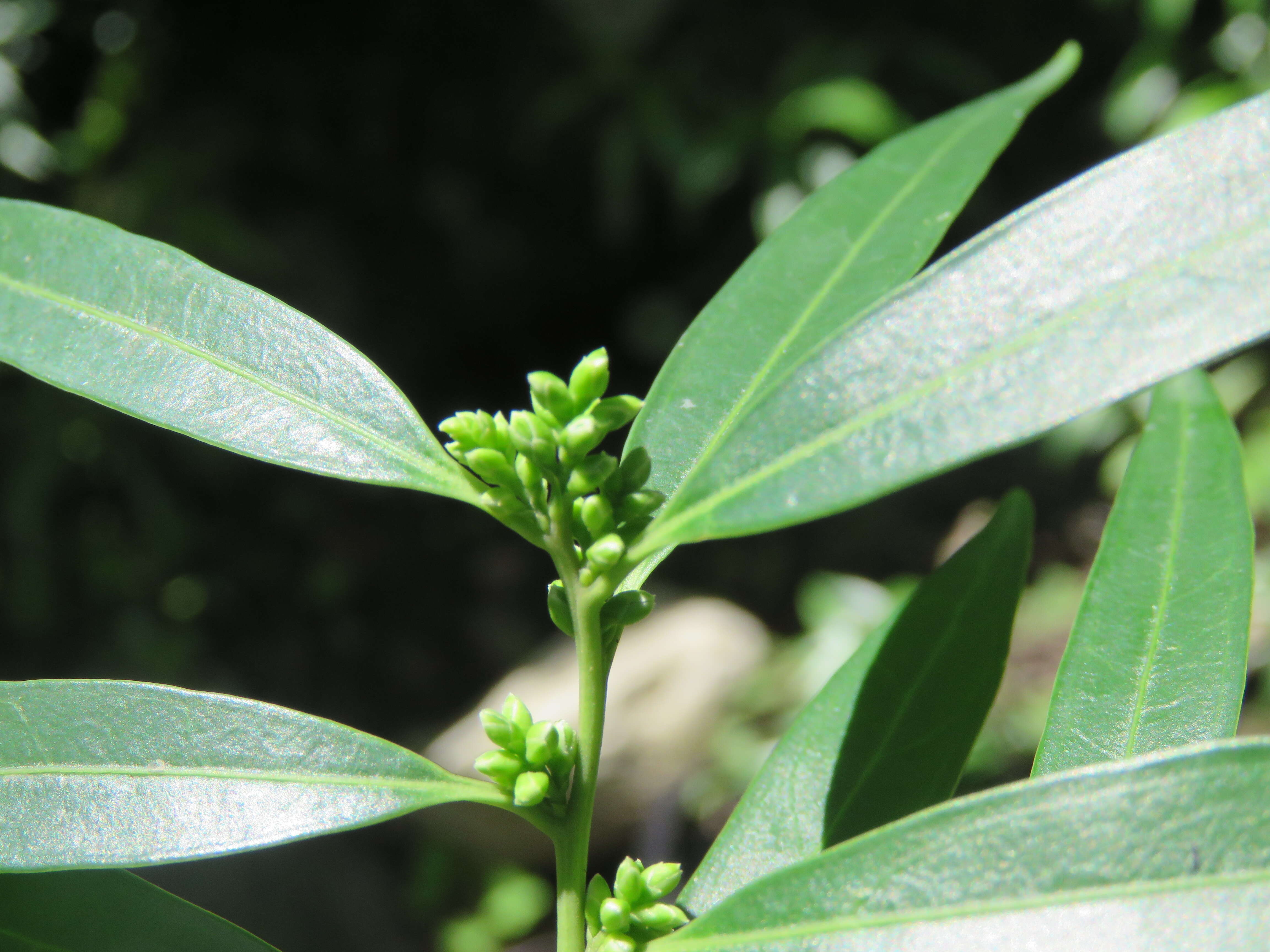 Image of Sarcococca saligna (D. Don) Müll. Arg.