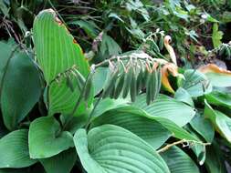 Imagem de Hosta plantaginea (Lam.) Asch.