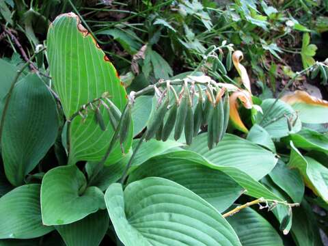 Image de Hosta plantaginea (Lam.) Asch.