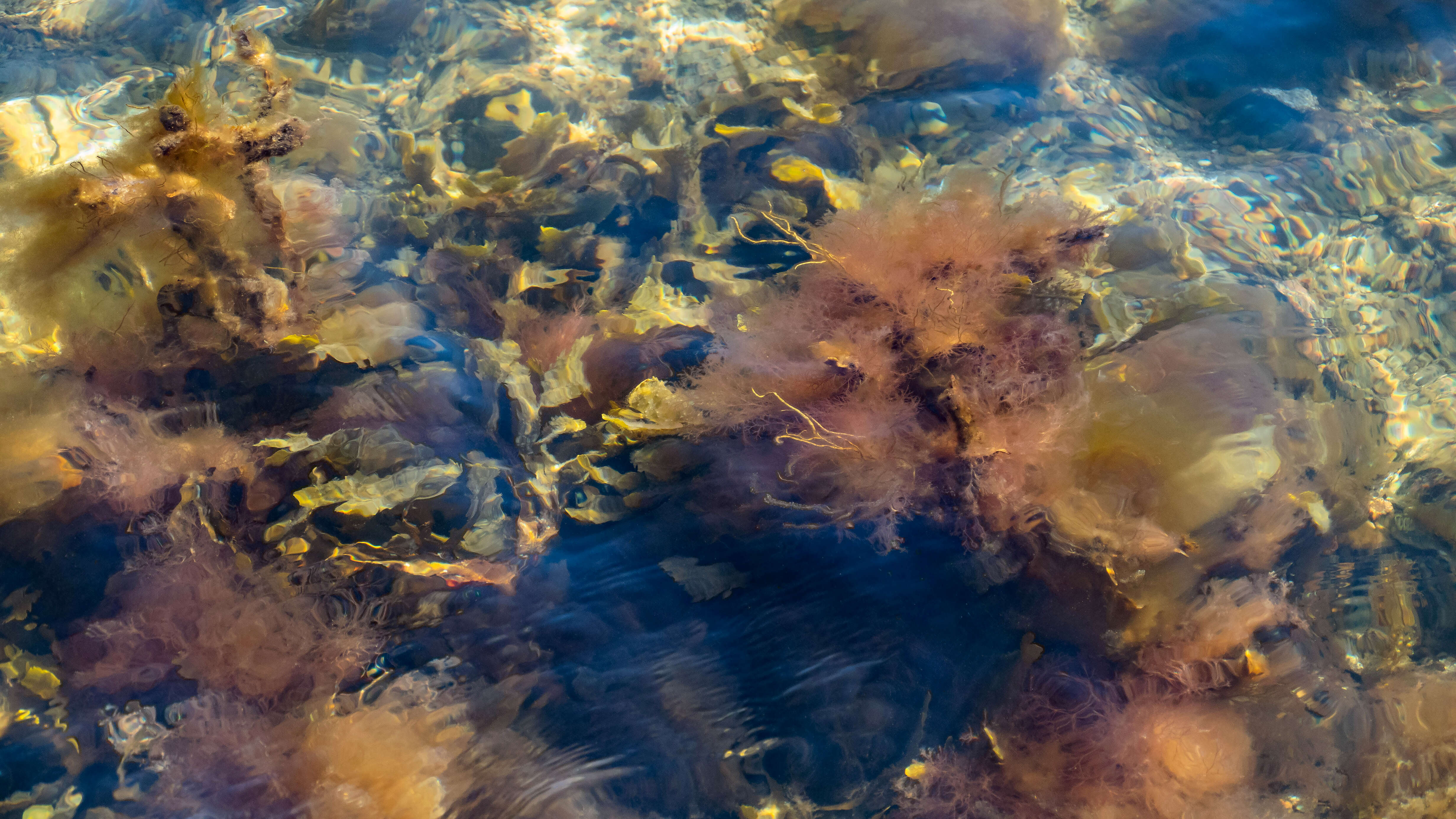 Image de chêne marin, laitue marine
