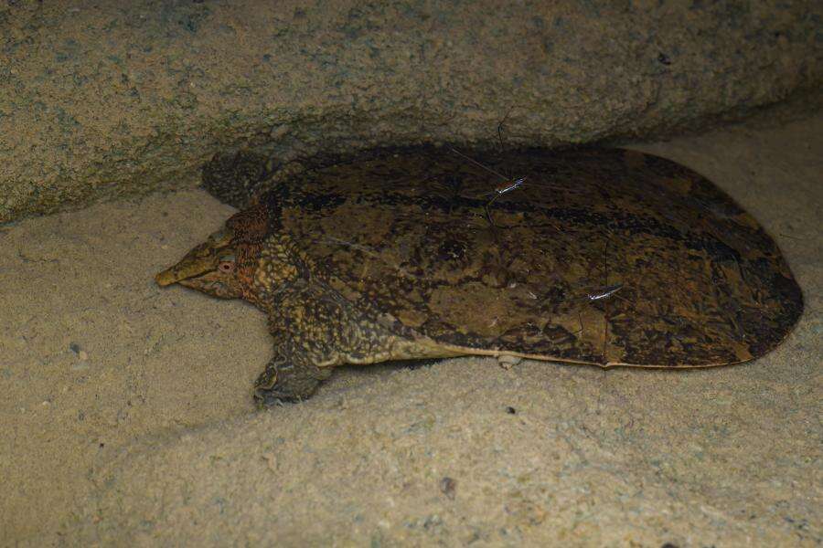 Image of Malayan Soft-shelled Turtle