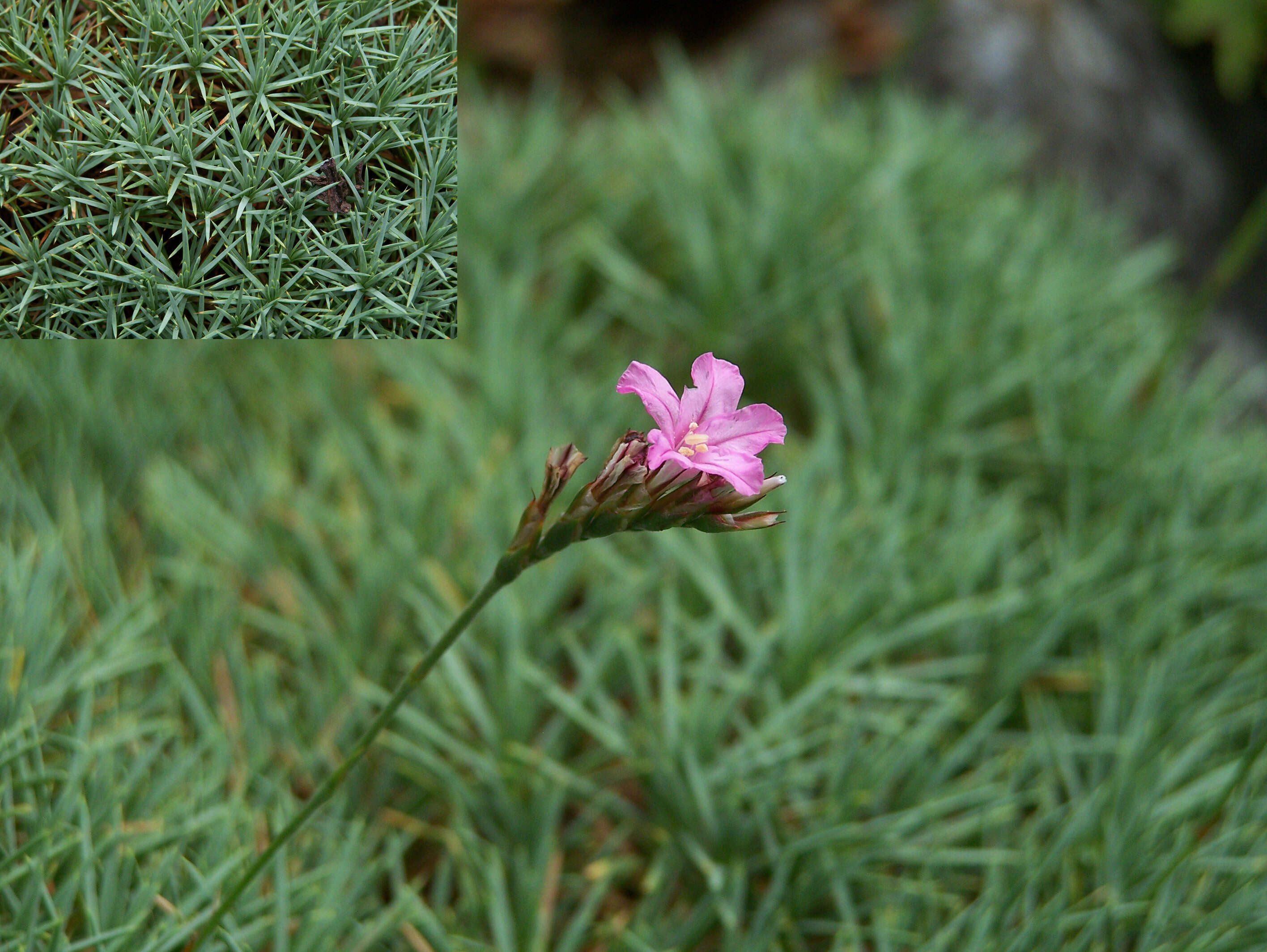 Image of Acantholimon ulicinum (Schult.) Boiss.