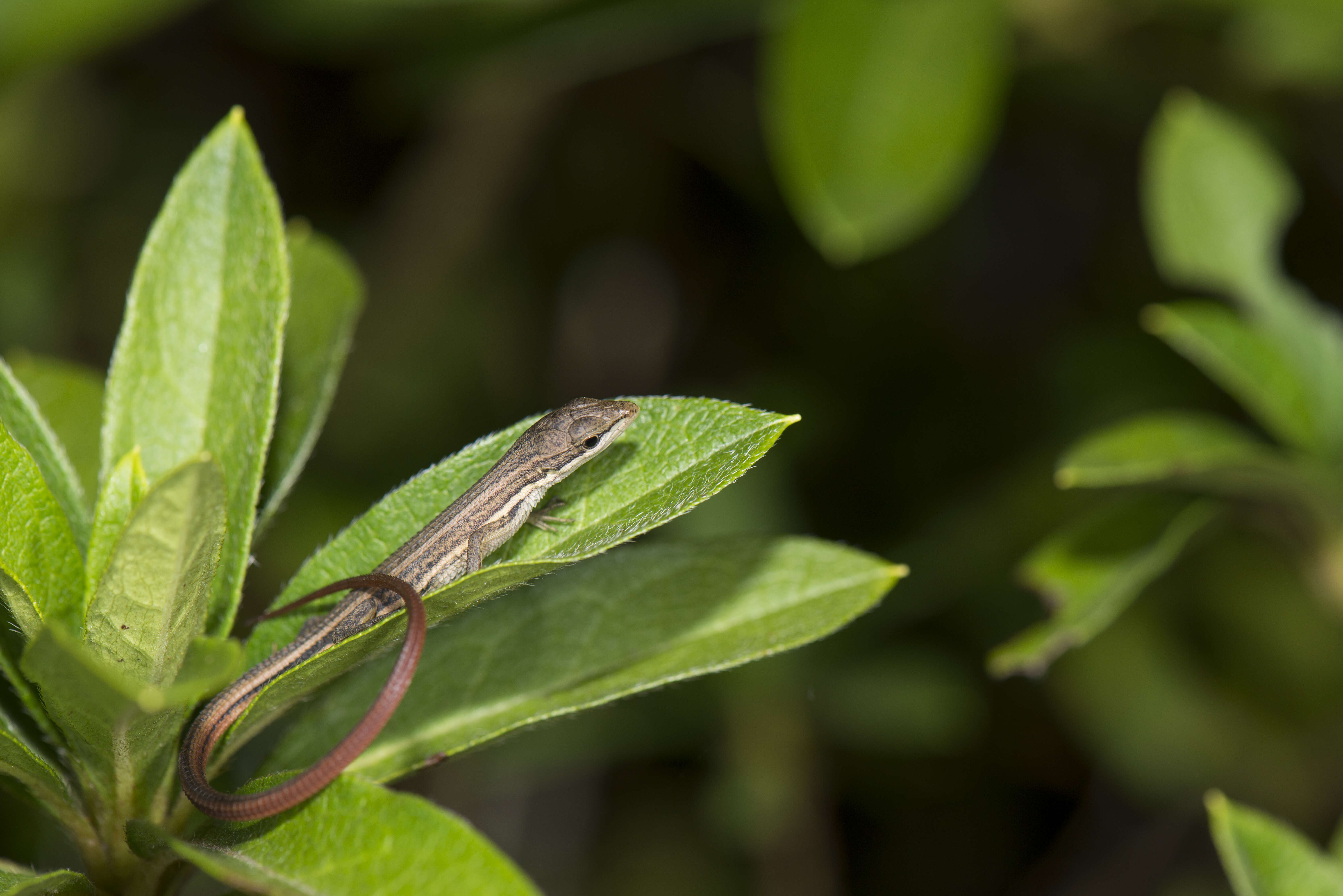 Takydromus viridipunctatus Lue & Lin 2008 resmi