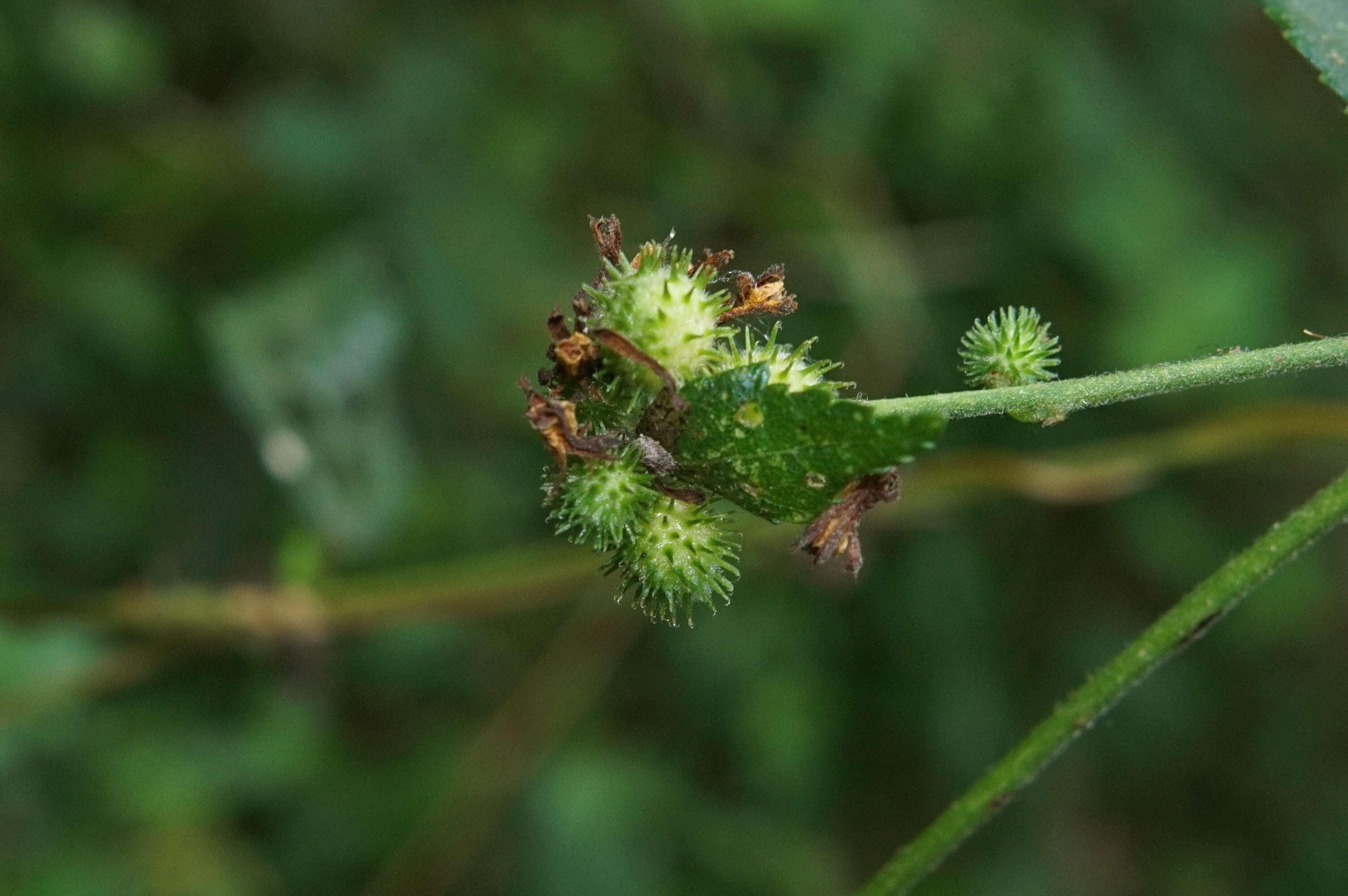 Image of diamond burbark