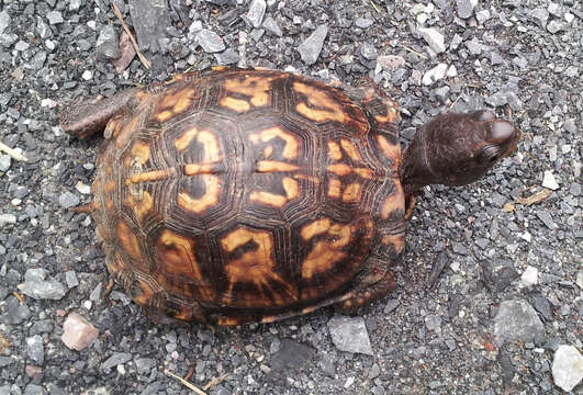 Image of Eastern box turtle