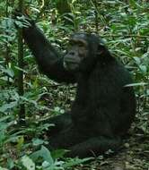 Image of Eastern Chimpanzee