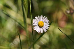 Image of Oxeye Daisy