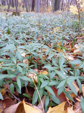 Image of Common Periwinkle