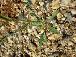 Image of narrowleaf hawksbeard