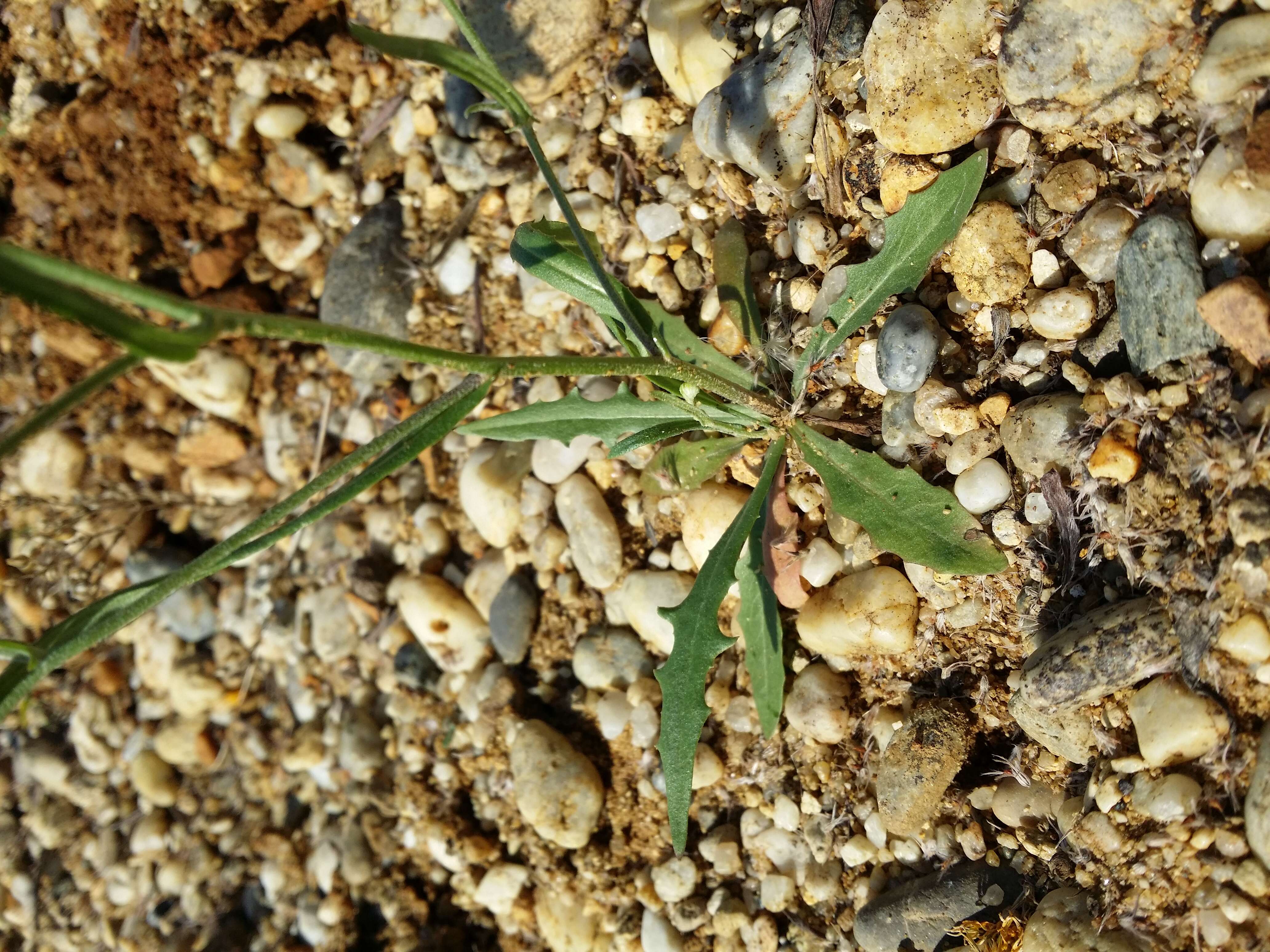 Image of narrowleaf hawksbeard