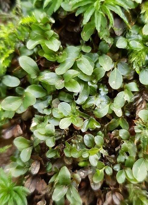 Image of Dotted Thyme-moss