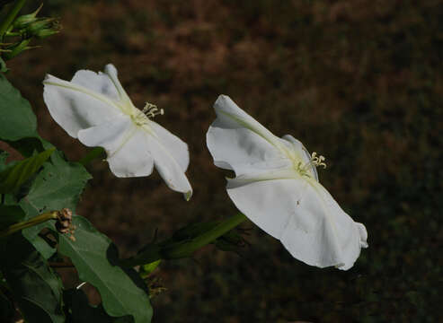 Image of Moonflower or moon vine