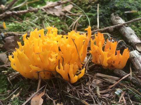 Image of Calocera viscosa (Pers.) Fr. 1821