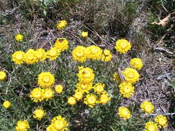 Image of lavender cotton