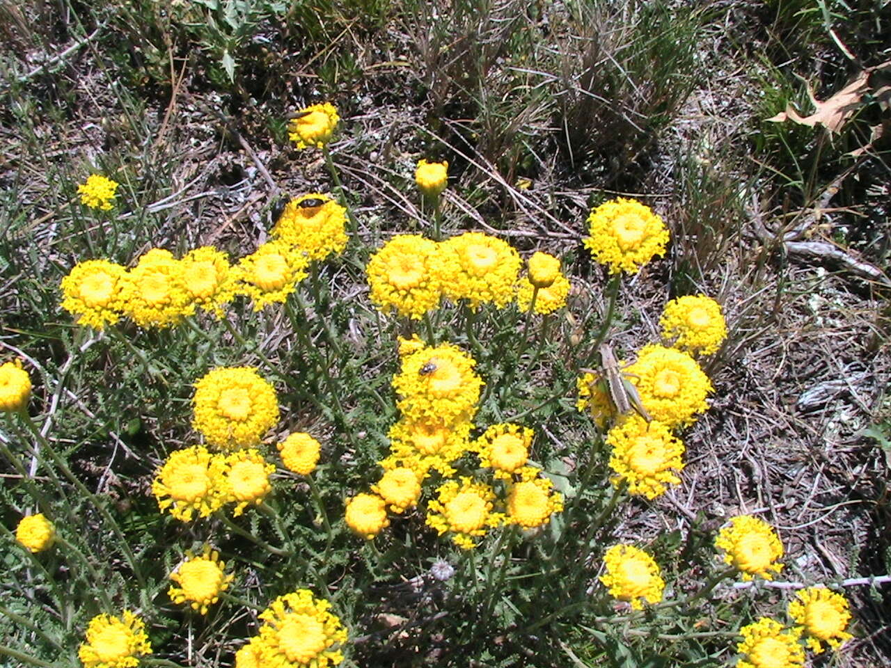 Image of lavender cotton