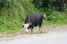 Image of Gaur