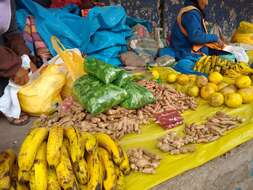 Image of Cooking Ginger