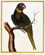 Image of Echo Parakeet