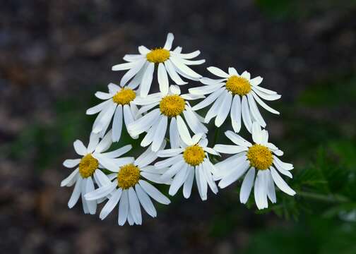 Image of corymbflower tansy