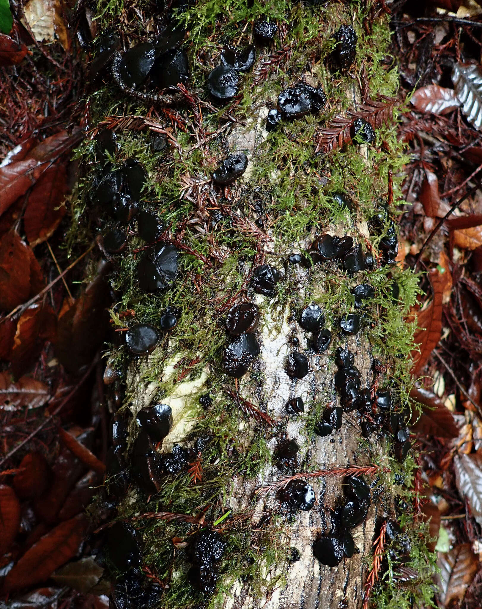 Image of Black Witches' Butter