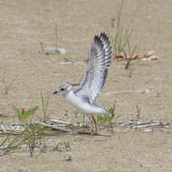 Image of Piping Plover