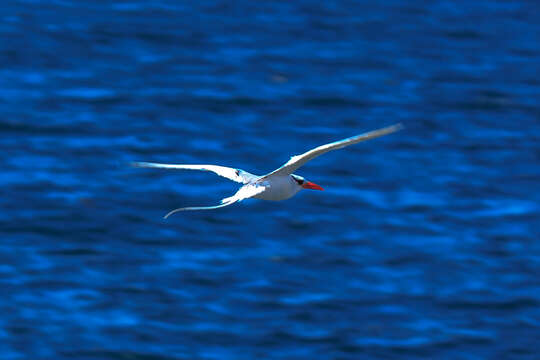 Image of Red-billed Tropicbird