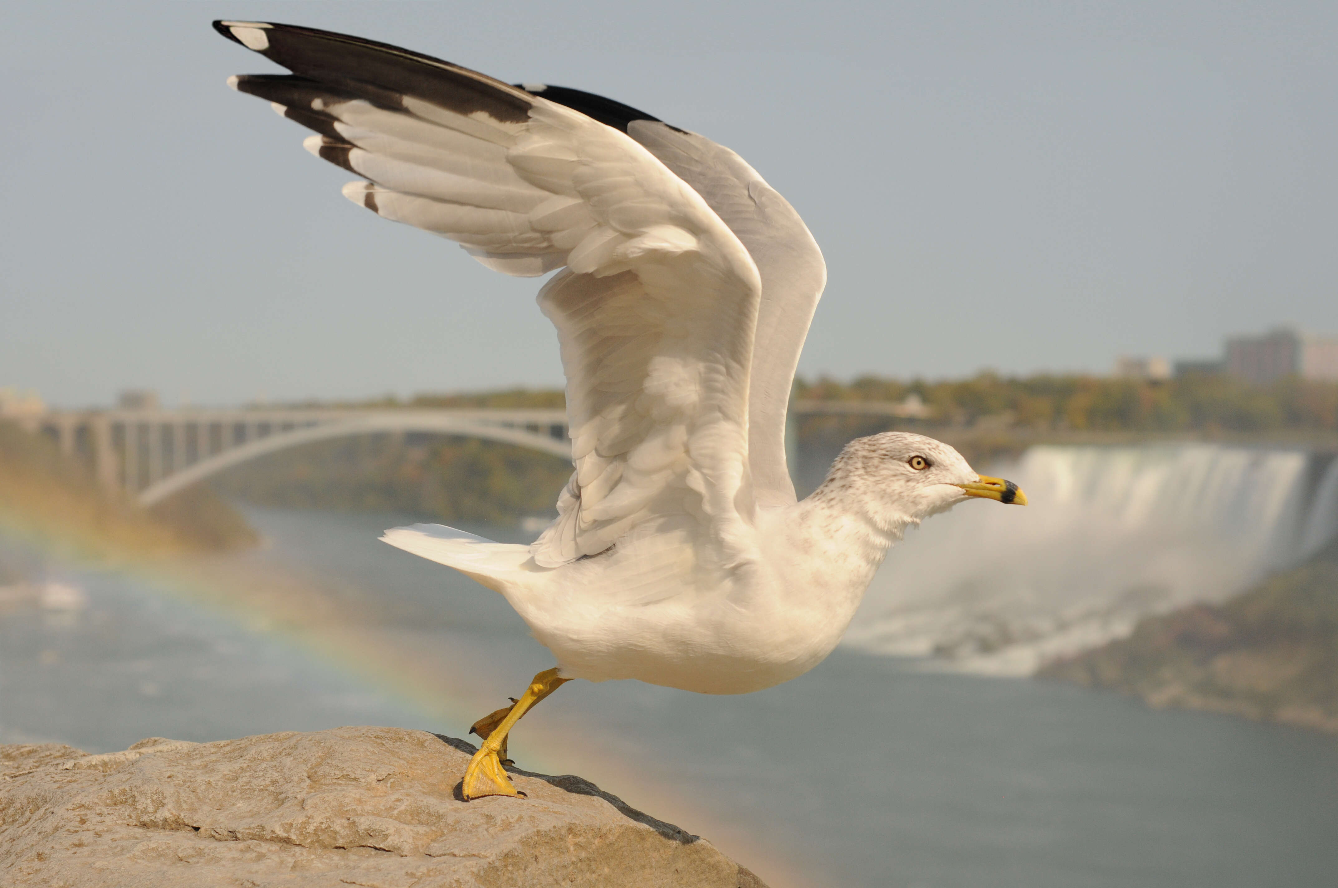 Image of Ring-billed Gull