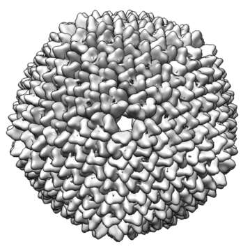 Image of Tectivirus