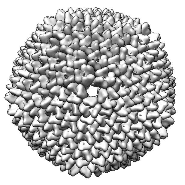 Слика од Tectiviridae