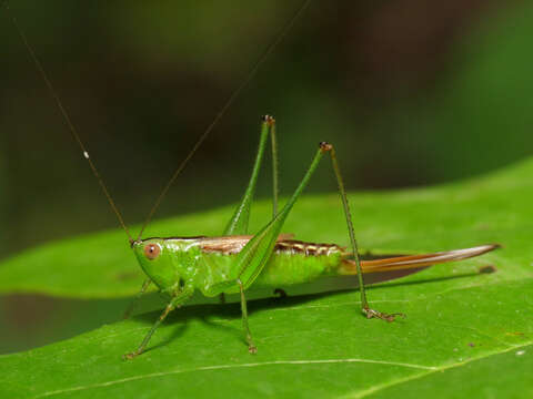 Image of Short-winged Meadow Katydid