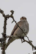 Image of Spotted Flycatcher