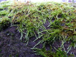 Image of hypnum moss