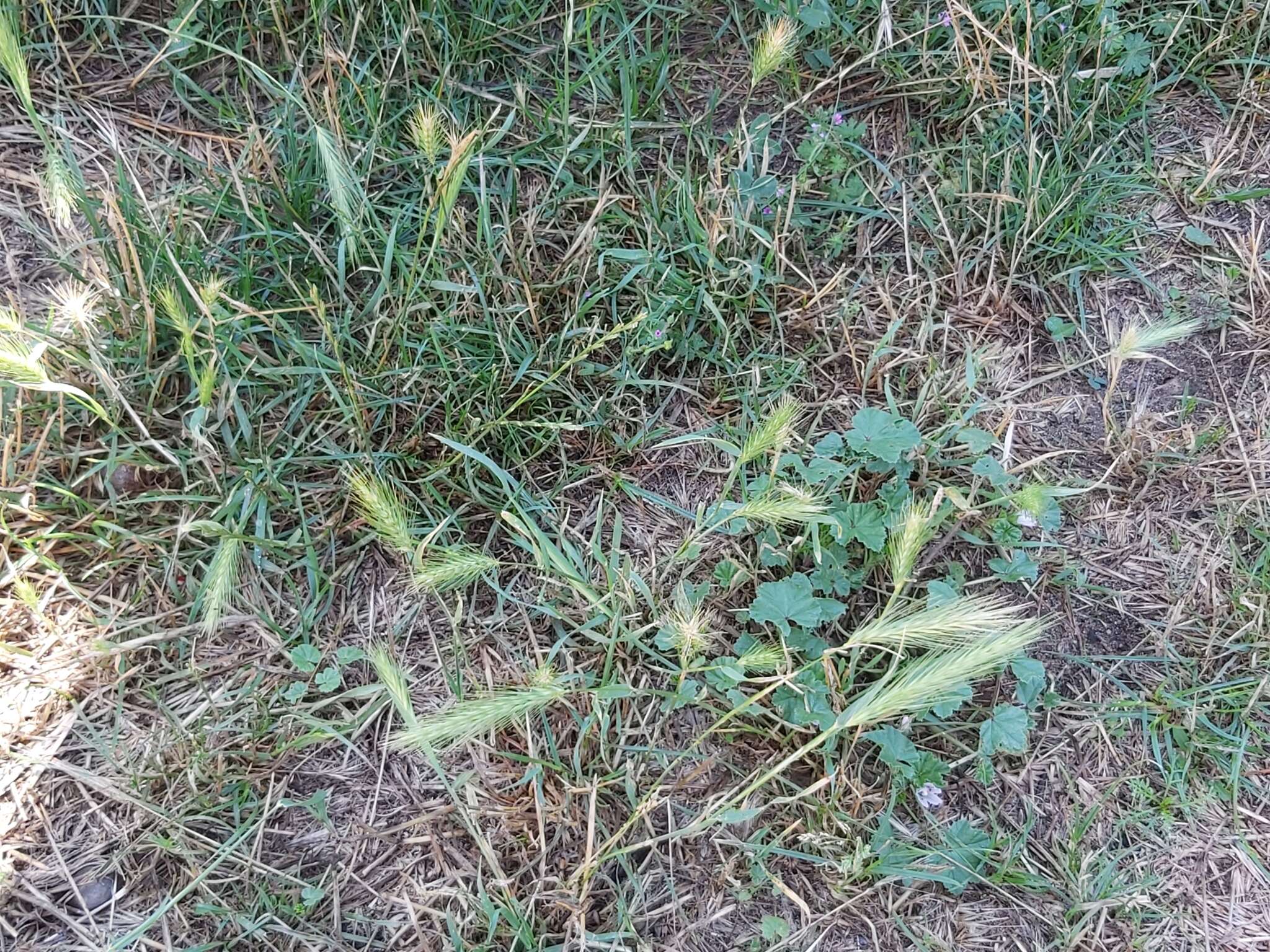 Image of mouse barley