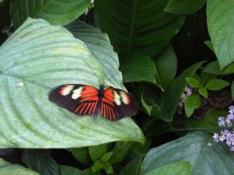 Image of Crimson Patched Longwing