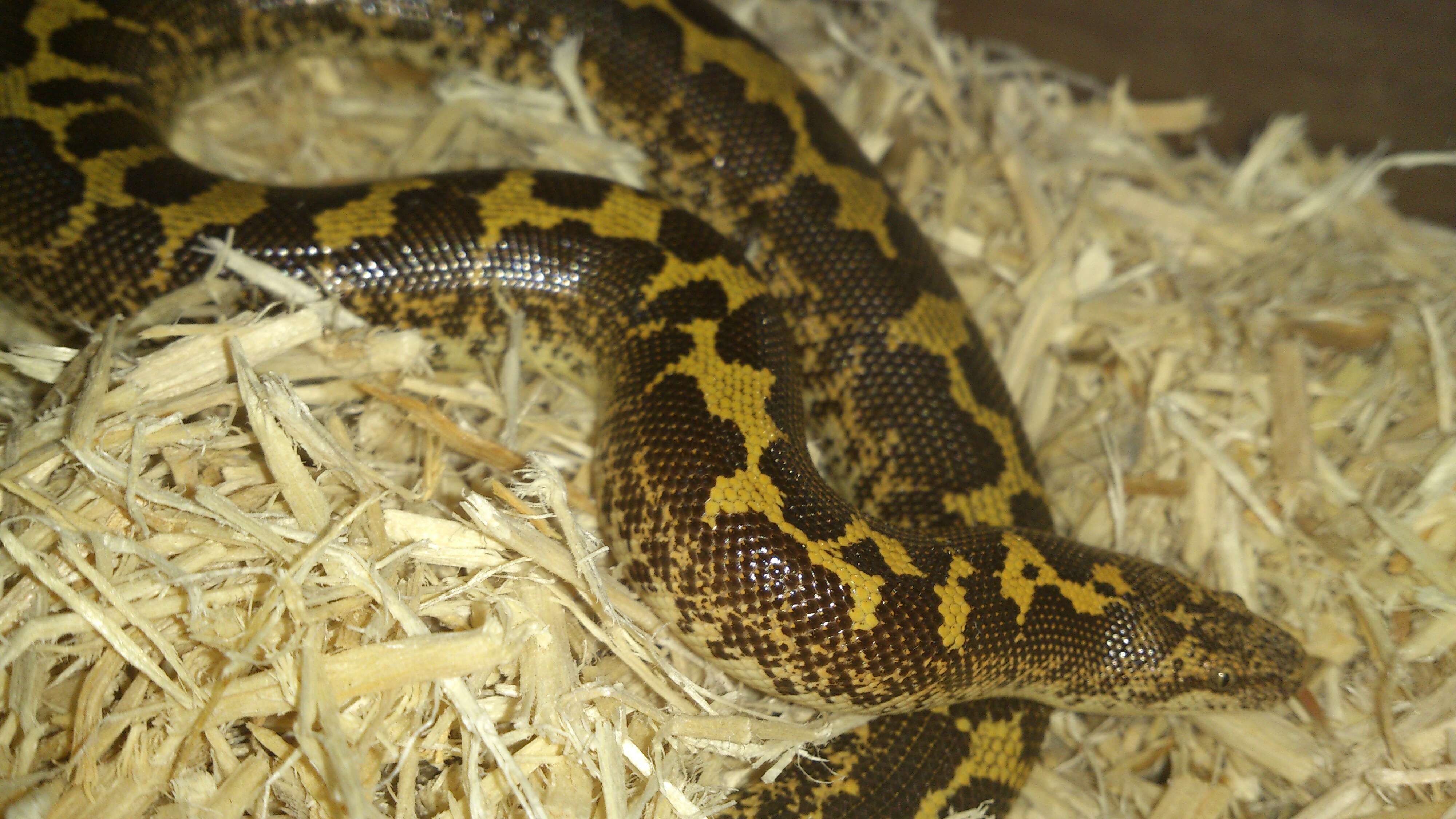 Image of Javelin Sand Boa