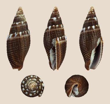 Image of Strigatella coronata (Lamarck 1811)