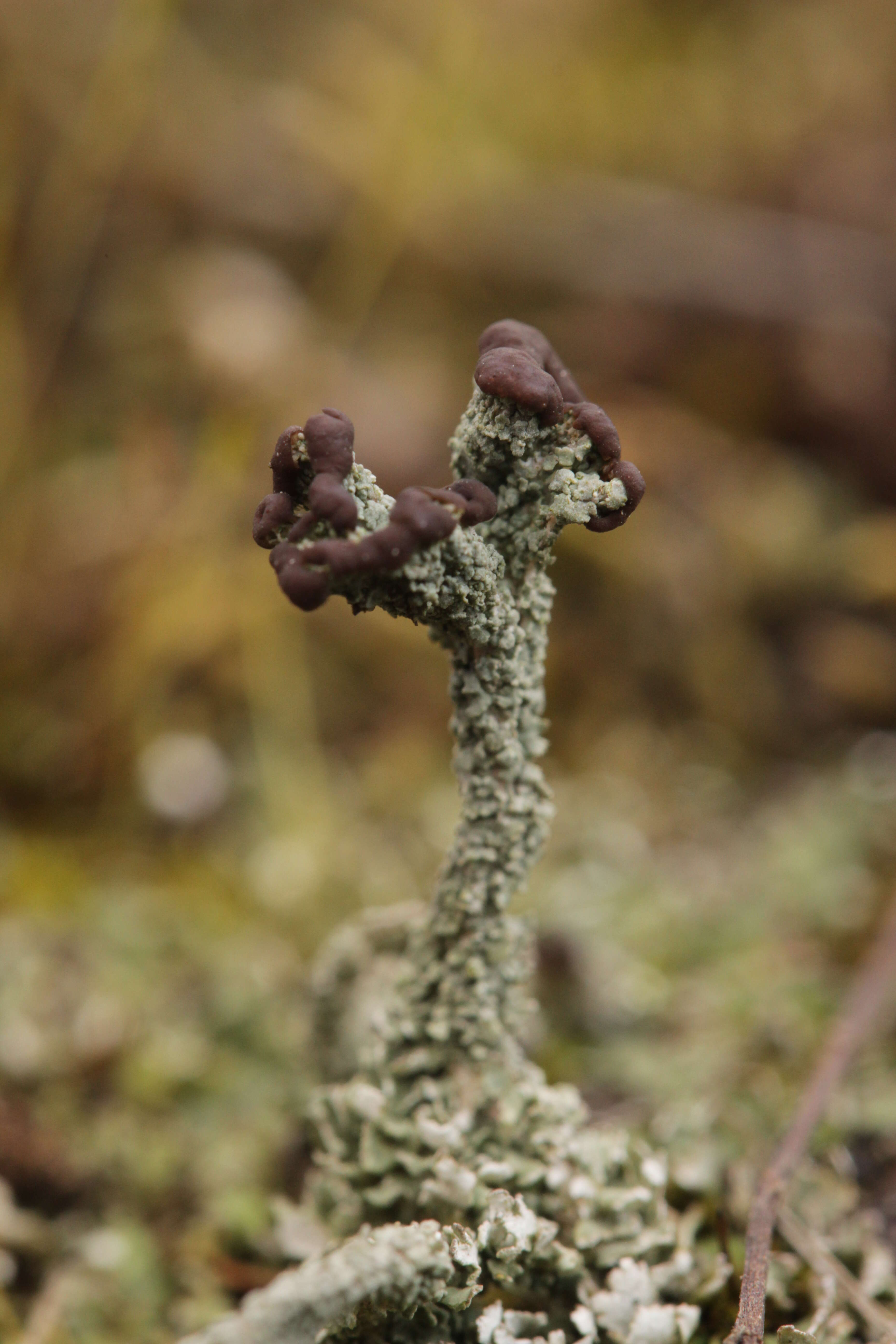 Image of cup lichen