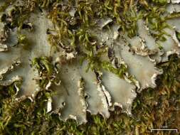 Image of Bluish dog-lichen;   Degen's felt lichen