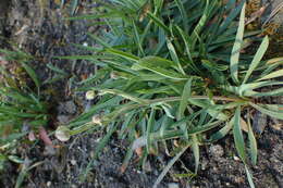 Image of Ranunculus gramineus L.