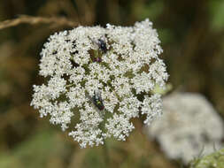 Image of Queen Anne's lace