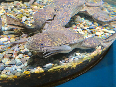 Image of African clawed frog