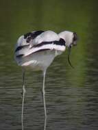 Image of avocet, pied avocet