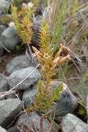 Image of Leucopogon fraseri A. Cunn. ex DC.