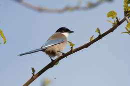 Image of Iberian Magpie